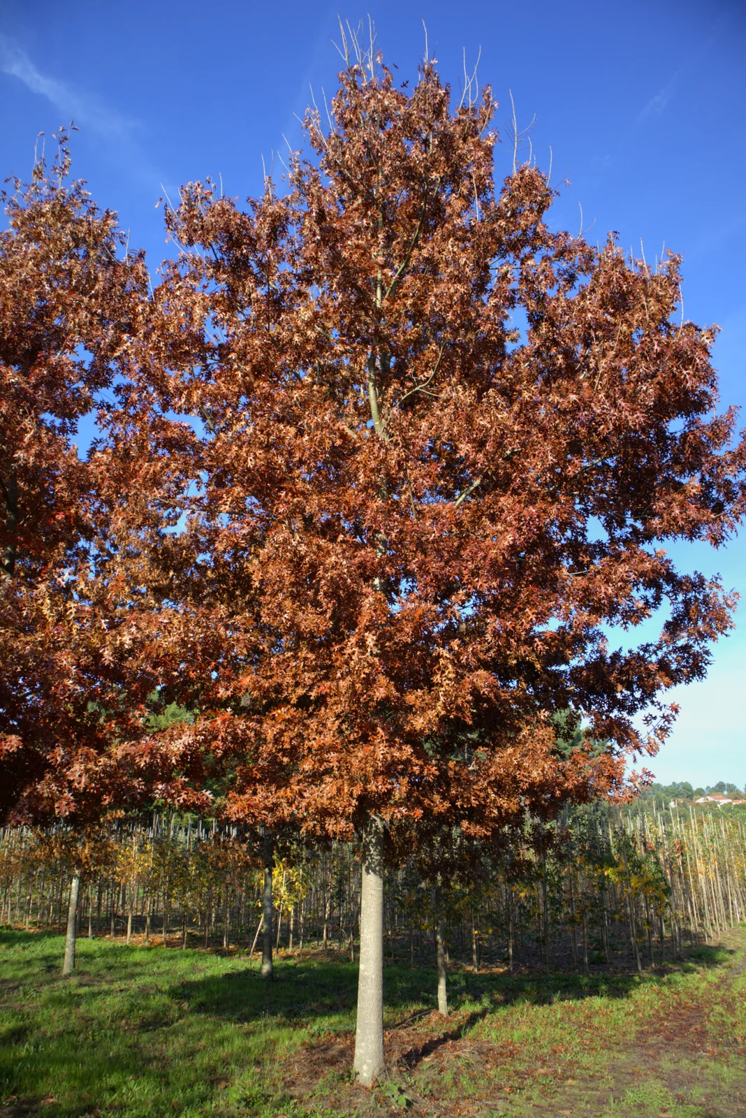 Quercus coccinea