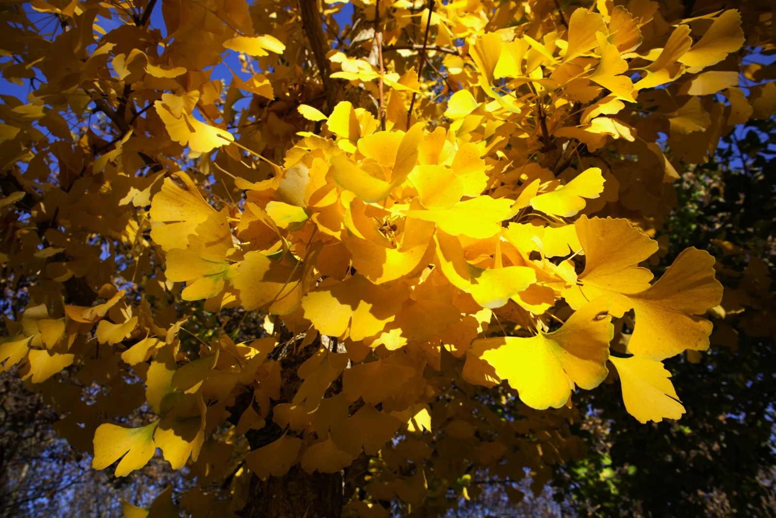 Ginkgo biloba