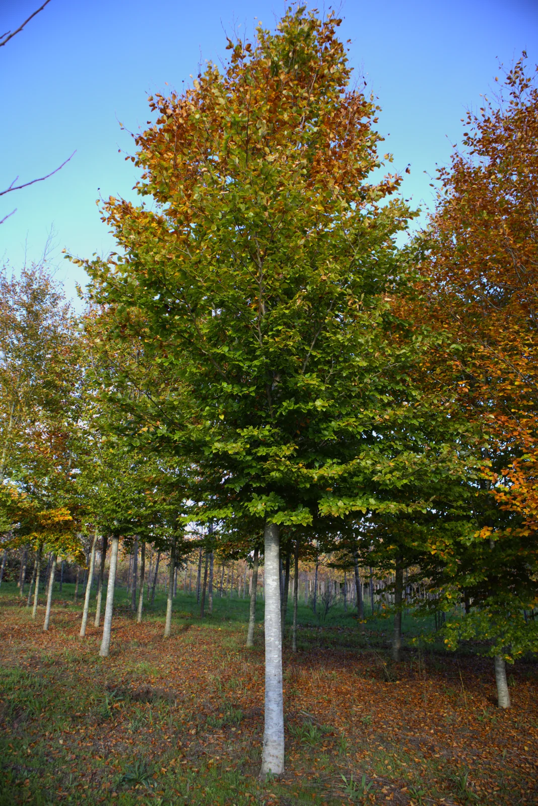 Fagus sylvatica