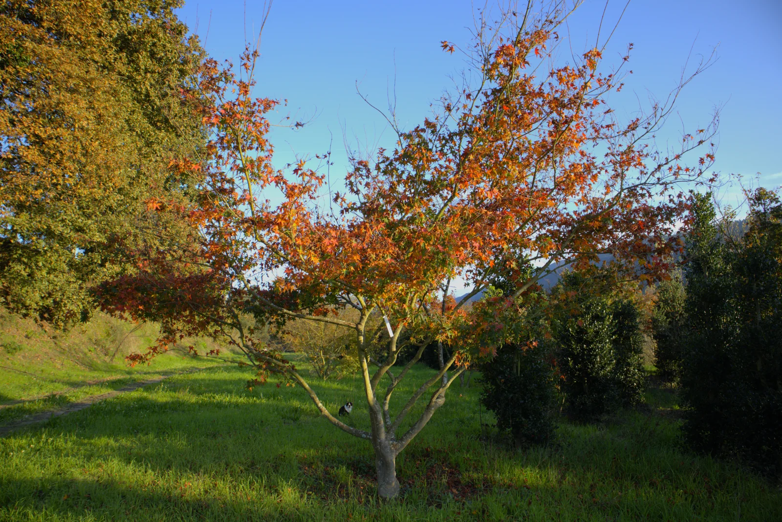 Acer palmatum