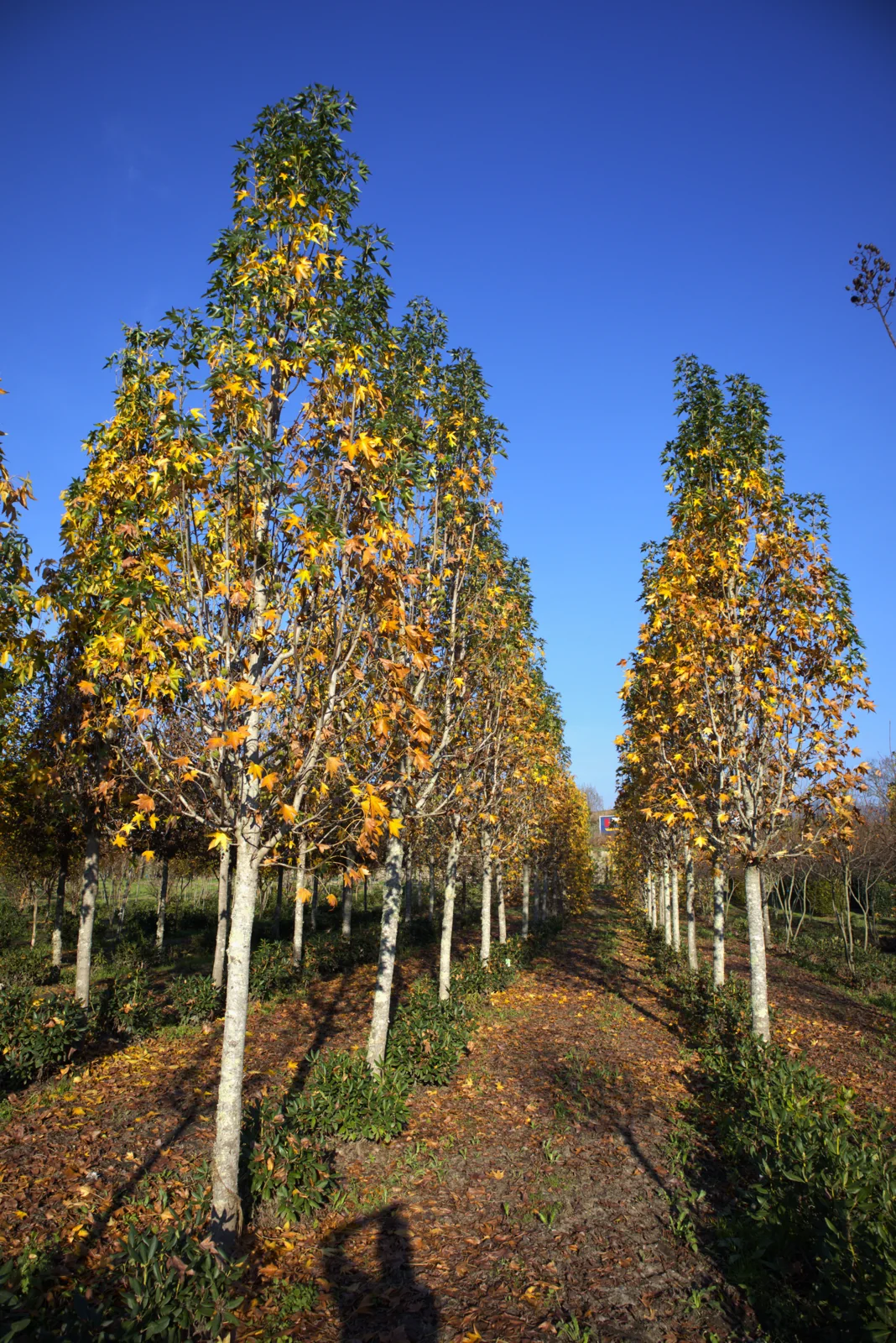 Liquidambar styraciflua 'Paarl'