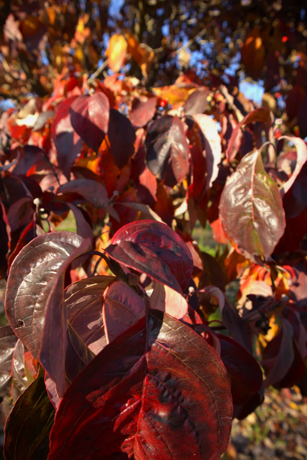 Cornus florida