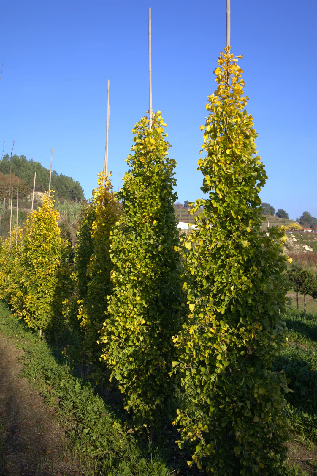 Ginkgo biloba 'Blagon'