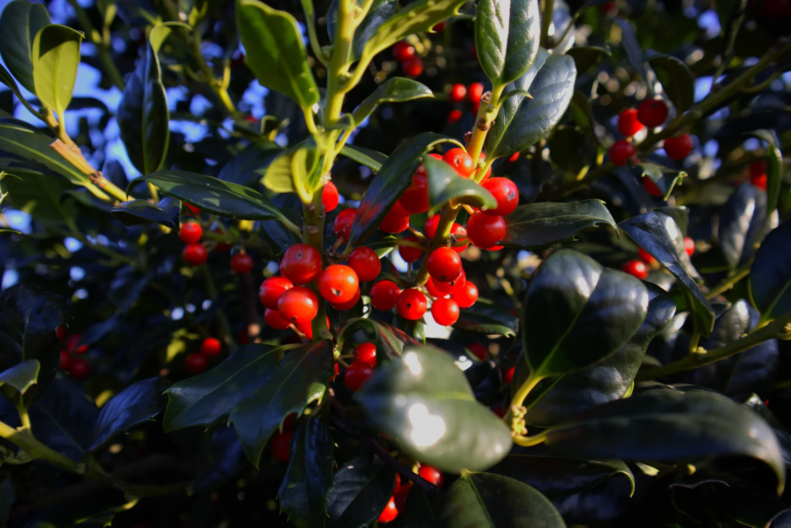 Ilex meserveae 'Heckenstar'