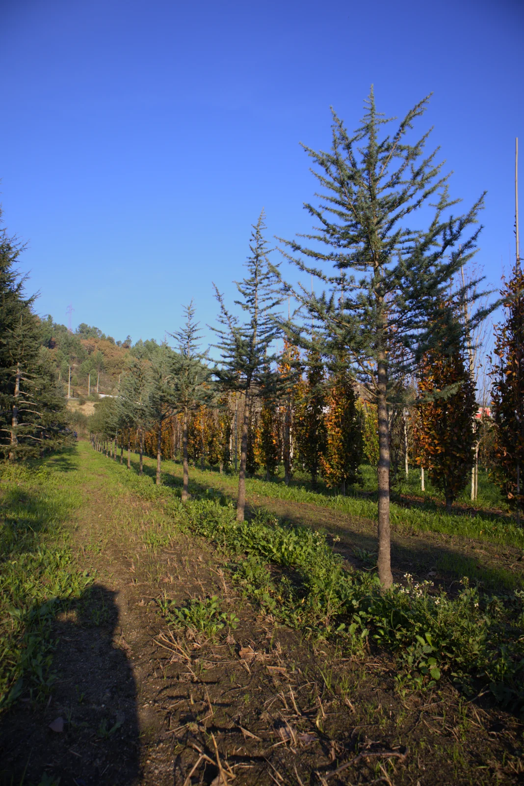 Cedrus atlantica