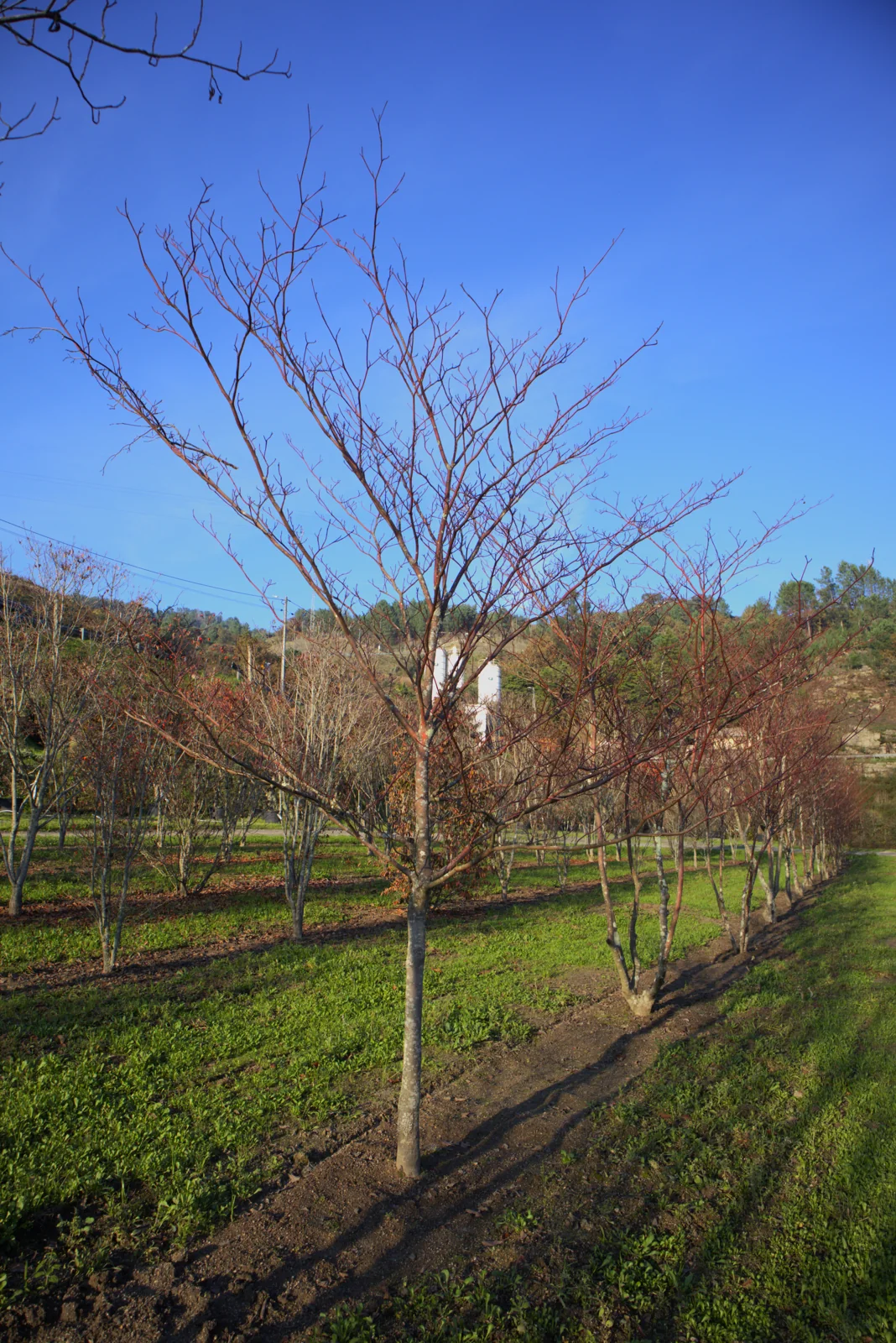 Cornus controversa