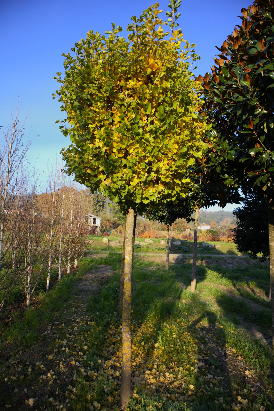 Ginkgo biloba 'Globosa'