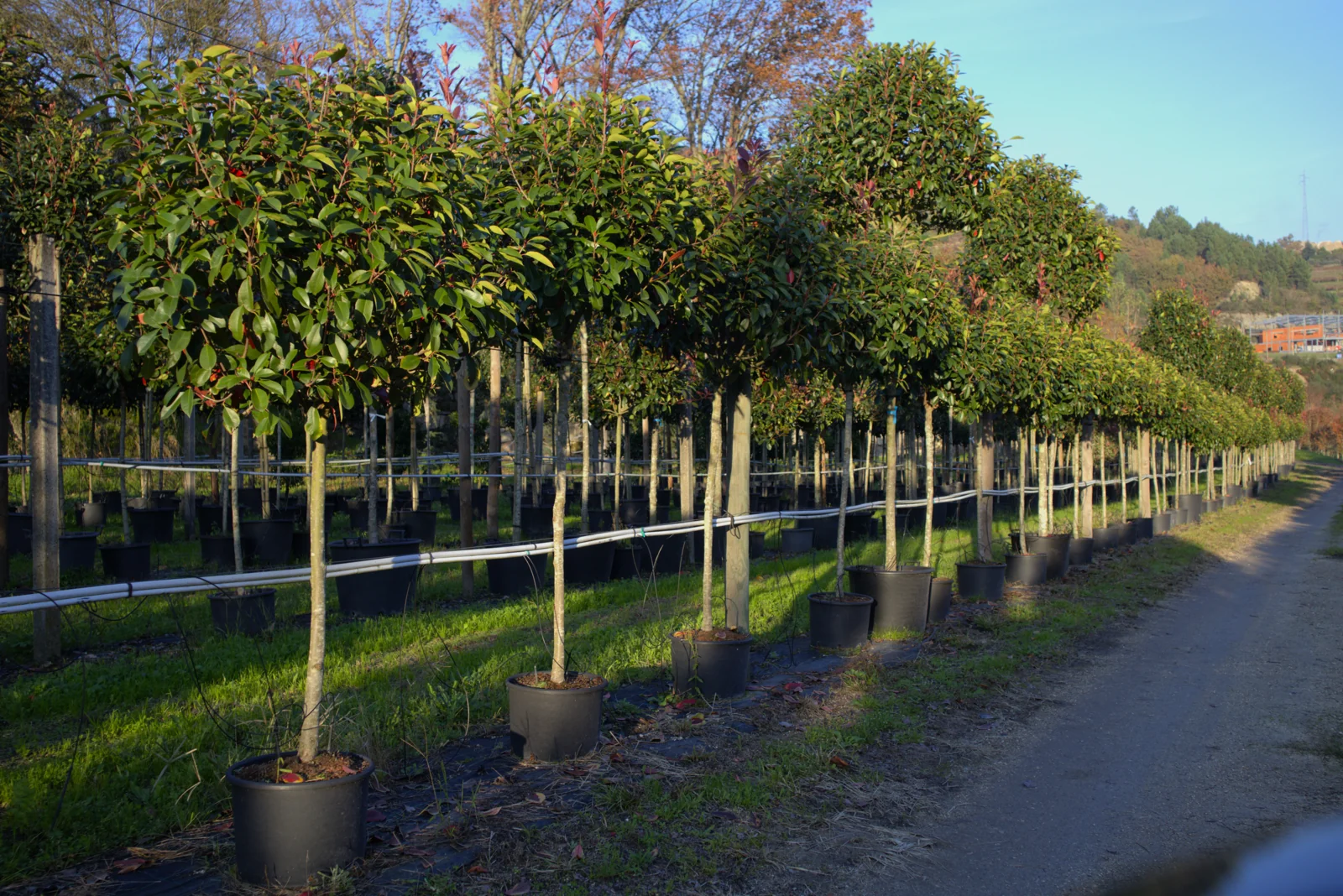 Photinia x fraseri 'Red Robin'