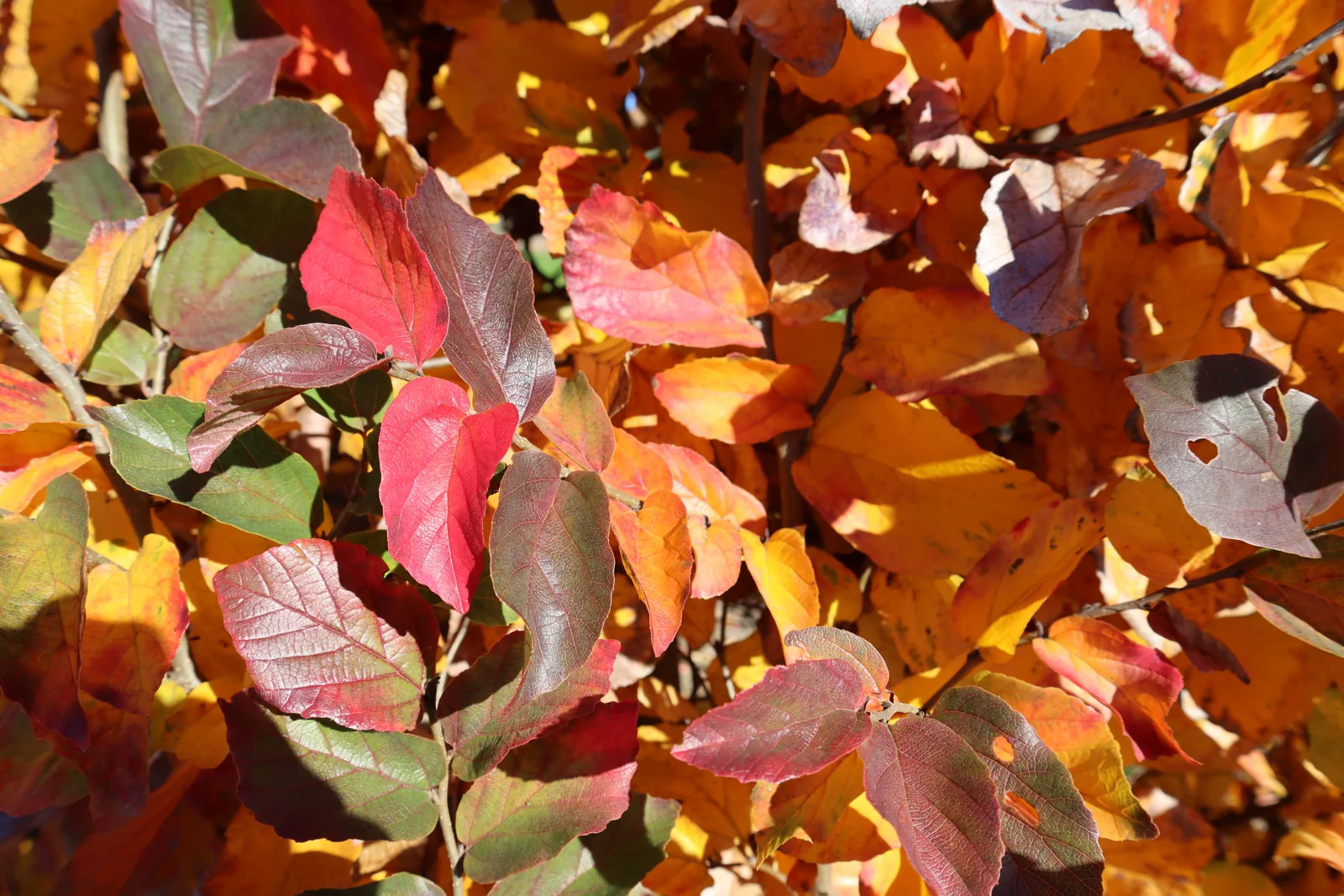 Parrotia persica