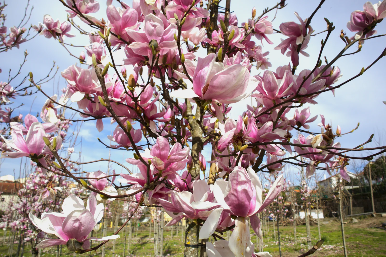 Magnolia x soulangeana