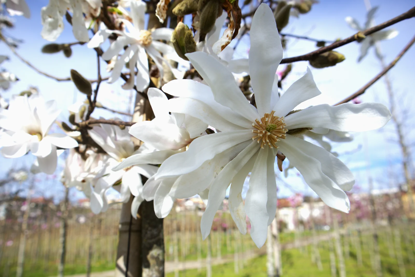 Magnolia × loebneri 'Merrill'