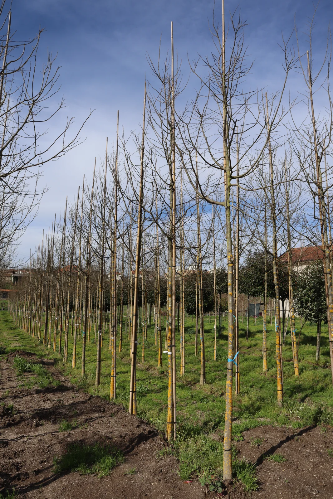 Celtis australis
