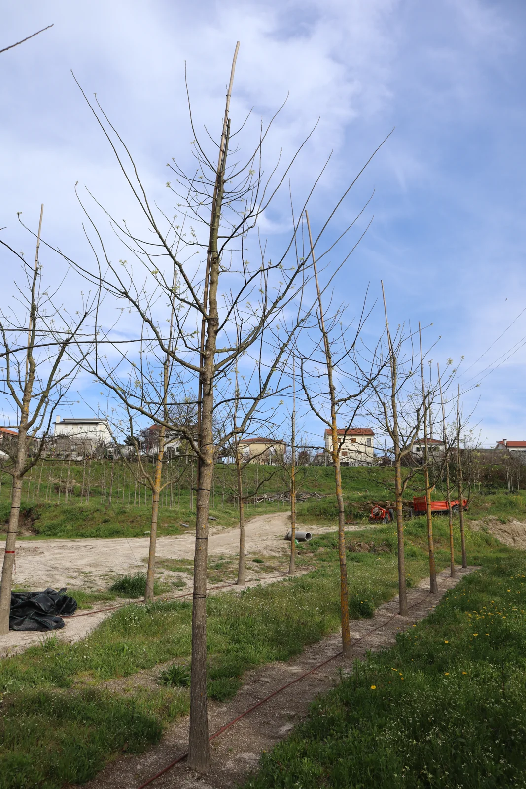 Sophora japonica