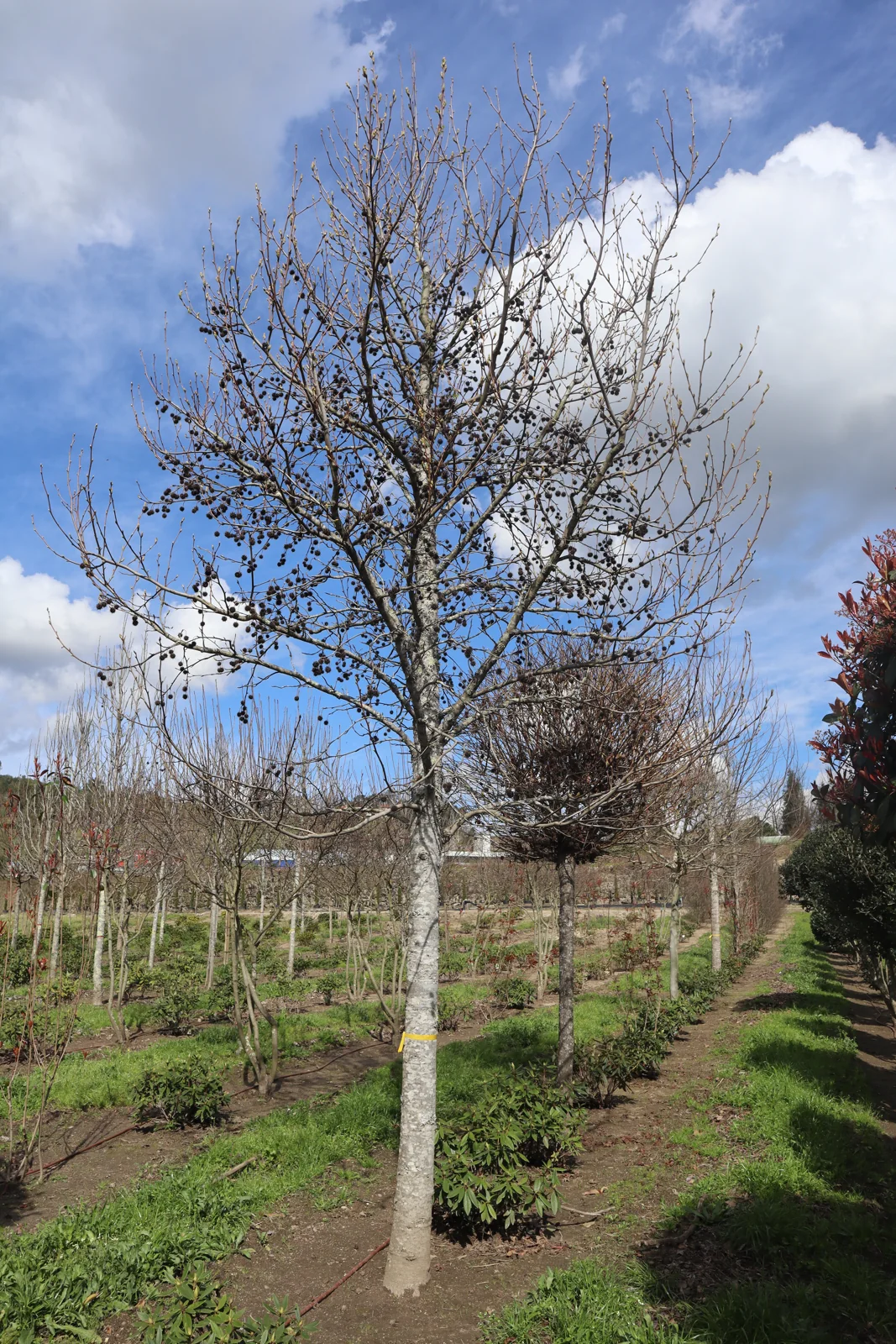 Liquidambar styraciflua 'Worplesdon'