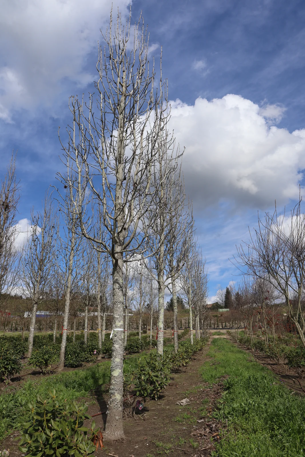 Liquidambar styraciflua 'Paarl'