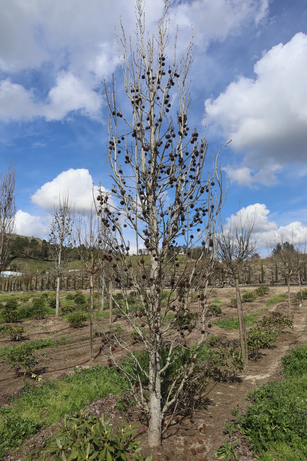 Liquidambar styraciflua 'Paarl'