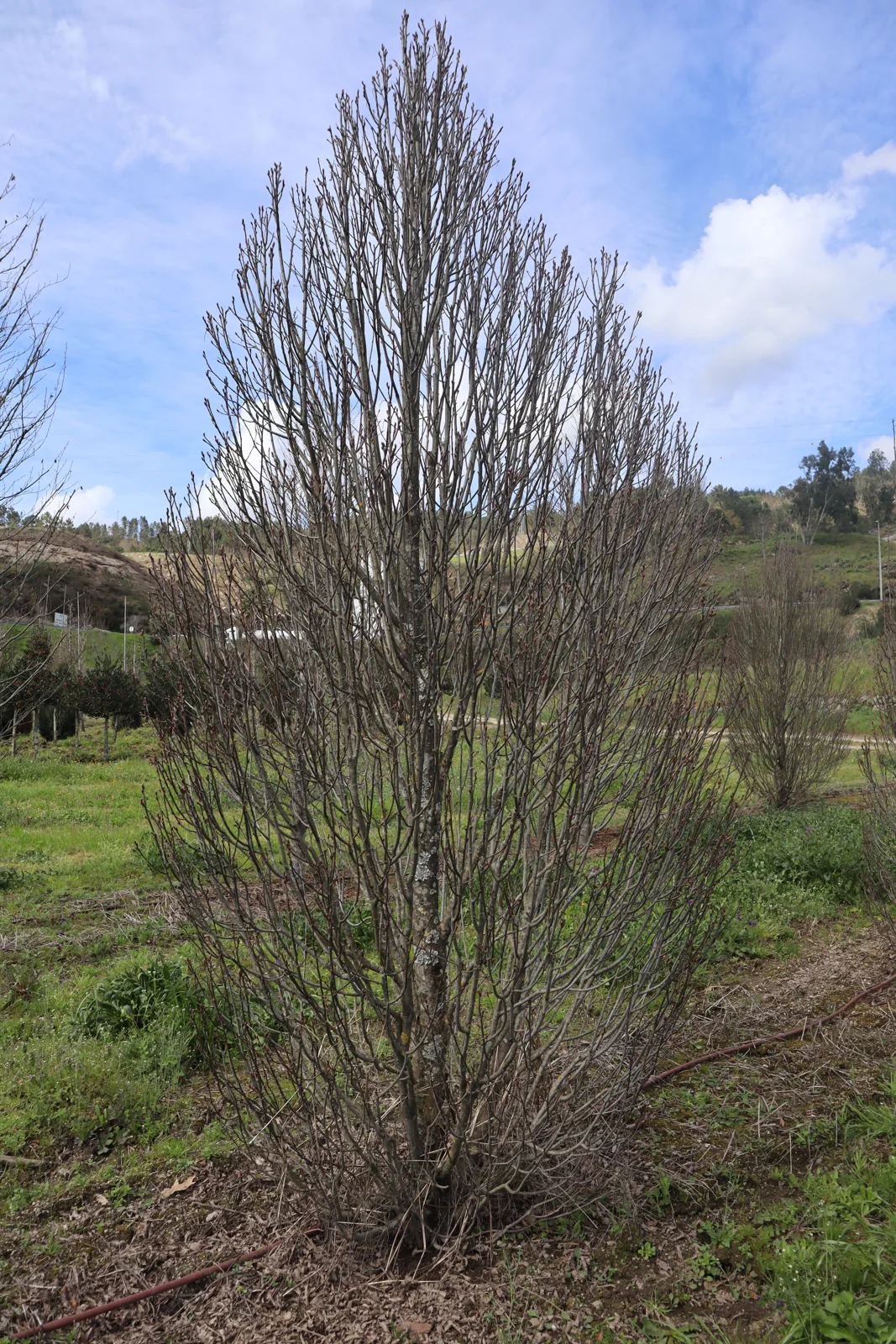Carpinus betulus 'Monumentalis'