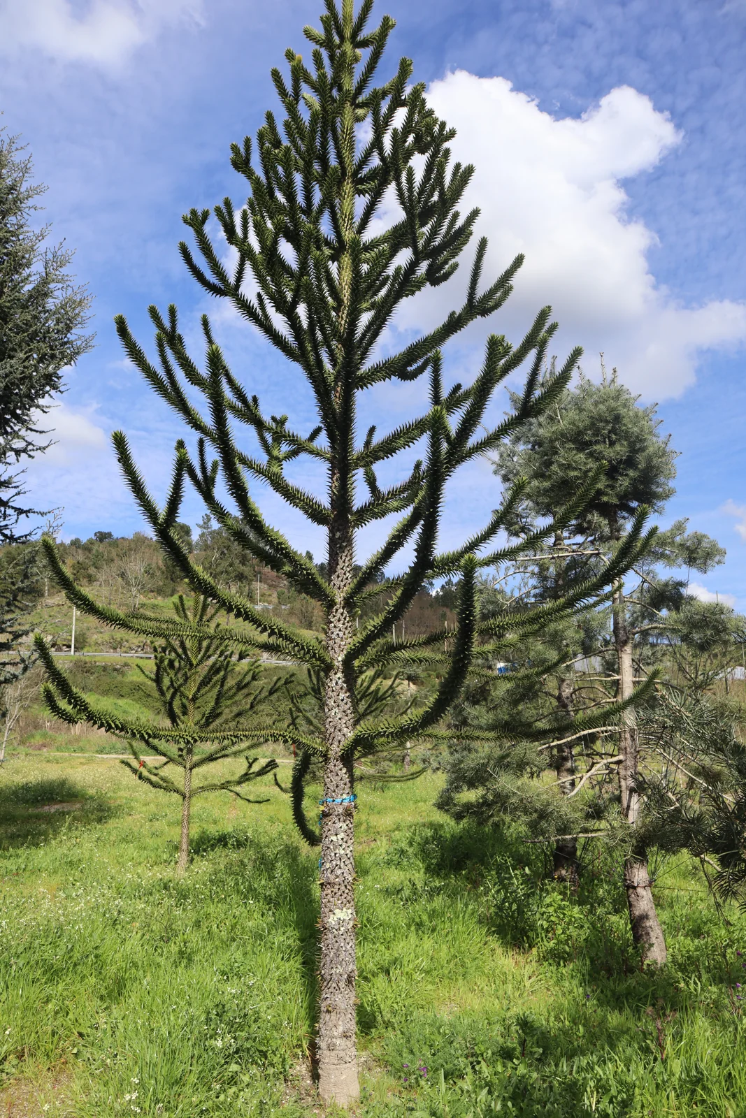 Araucária