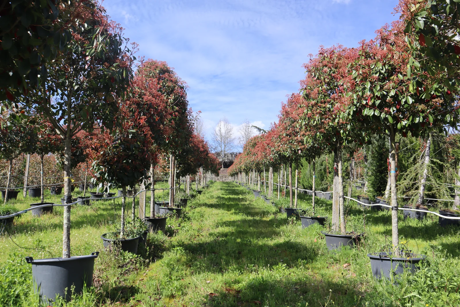 Photinia x fraseri 'Red Robin'