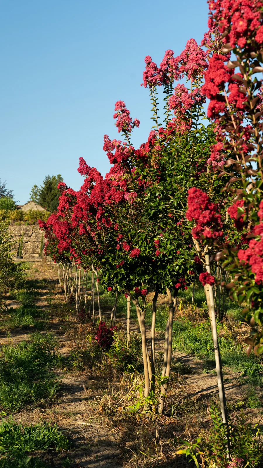 Lagerstroemia indica 'Dynamite'