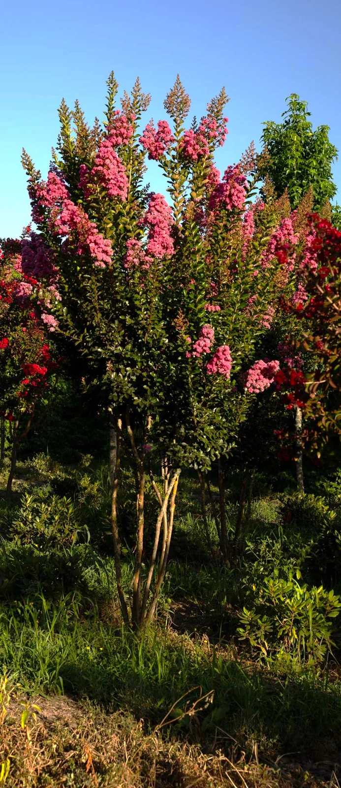 Lagerstroemia indica 'Rosea'