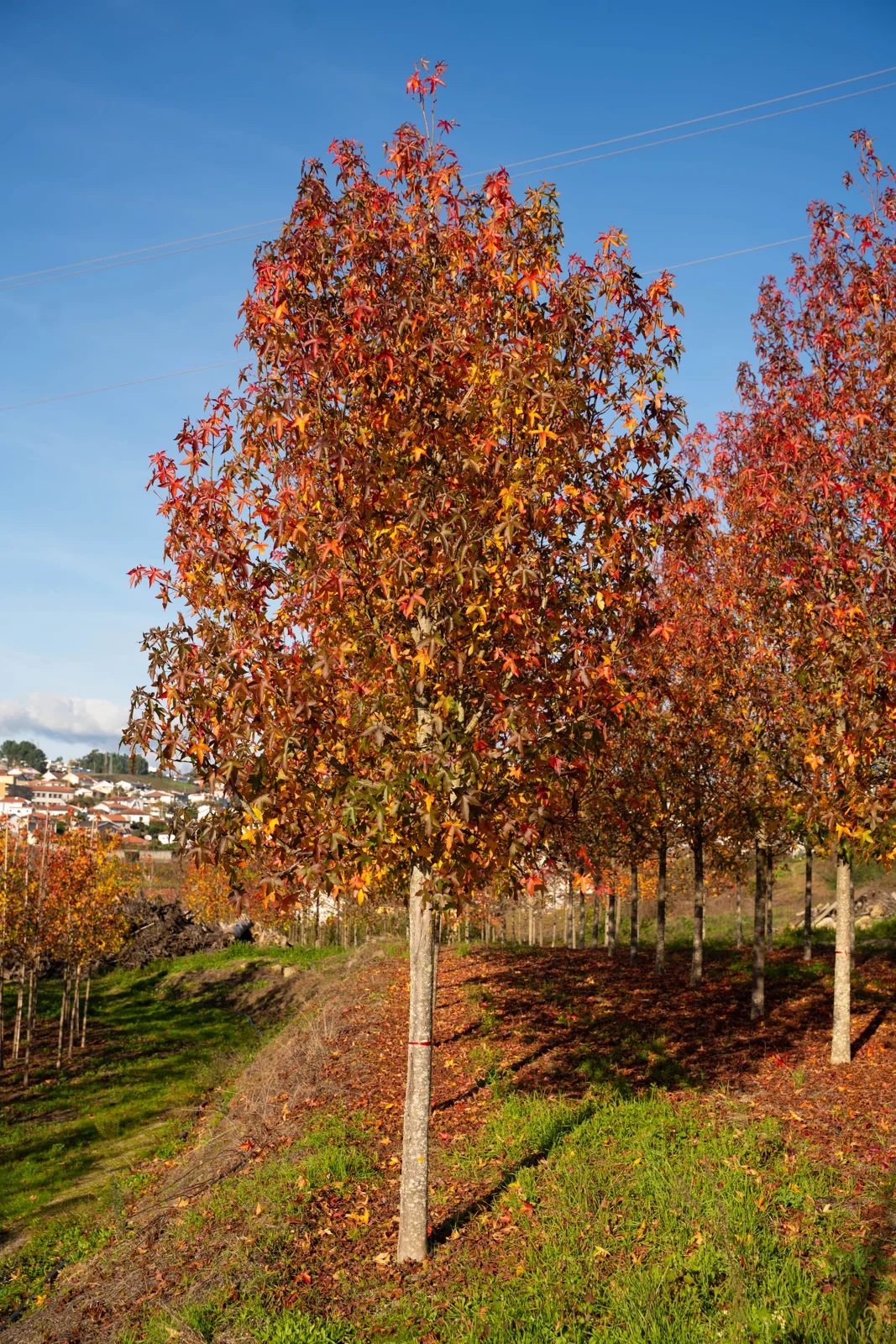 Liquidambar styraciflua 'Palo Alto'