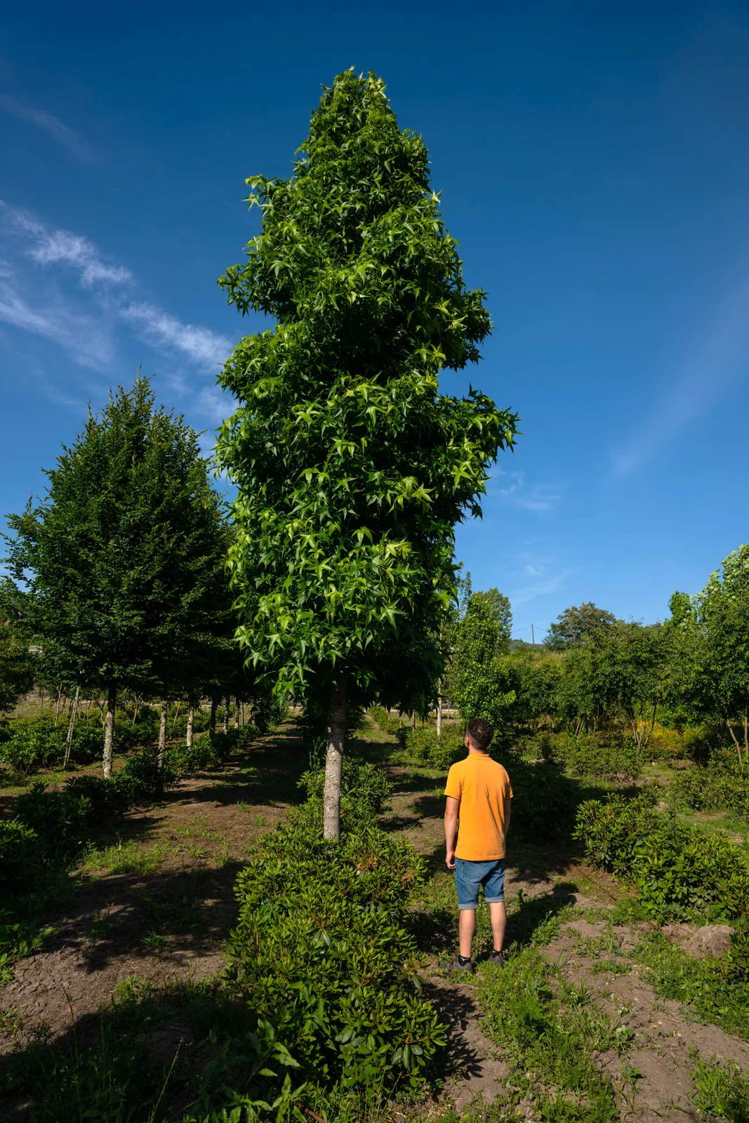 Liquidambar styraciflua 'Slender Silhouette'