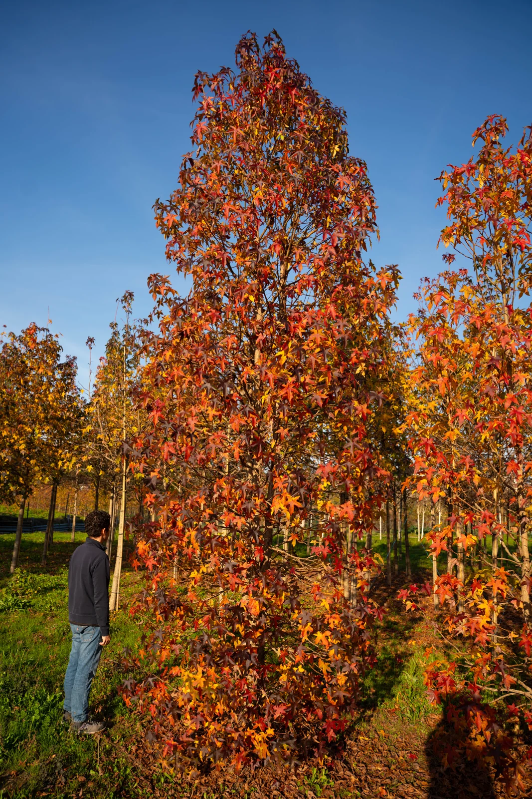 Liquidambar styraciflua