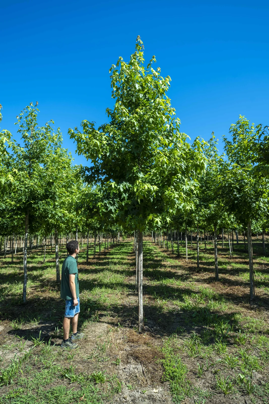 Liquidambar styraciflua