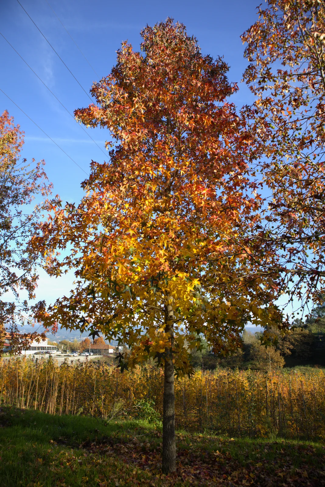 Liquidambar styraciflua