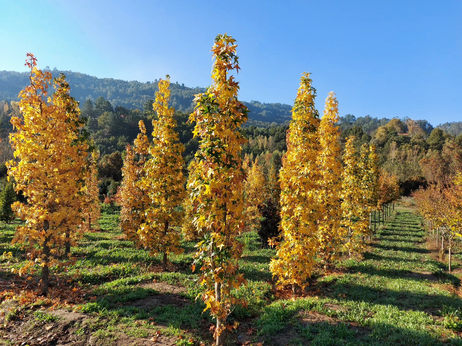 Liquidambar styraciflua 'Slender Silhouette'