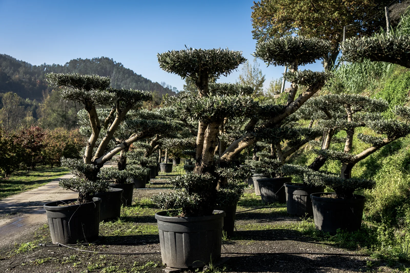Olea europaea
