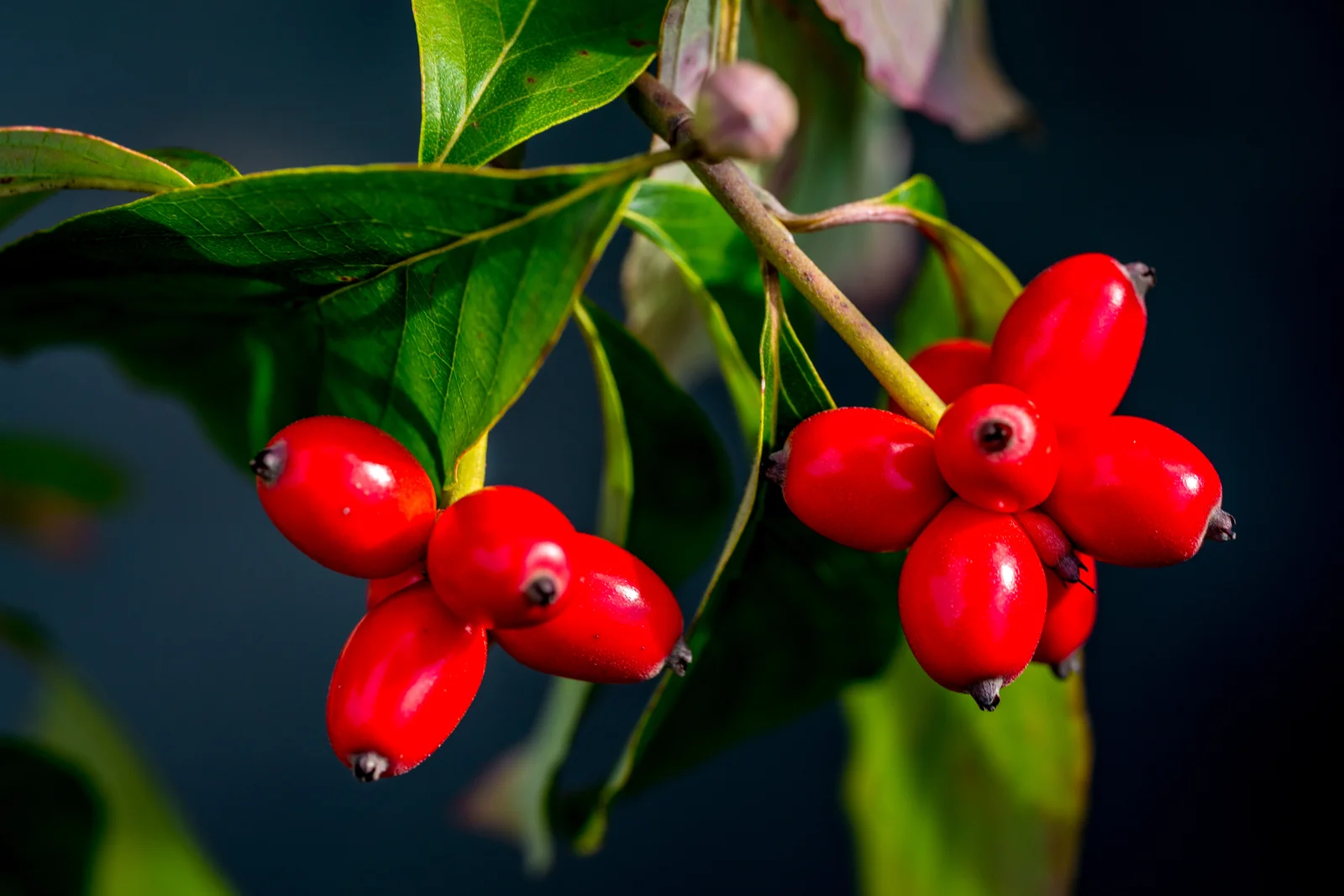 Cornus florida