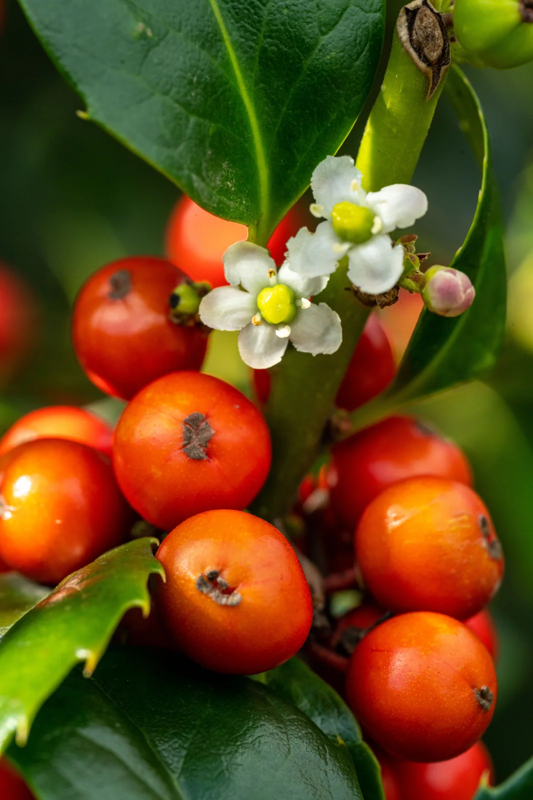 Ilex meserveae 'Heckenfee'
