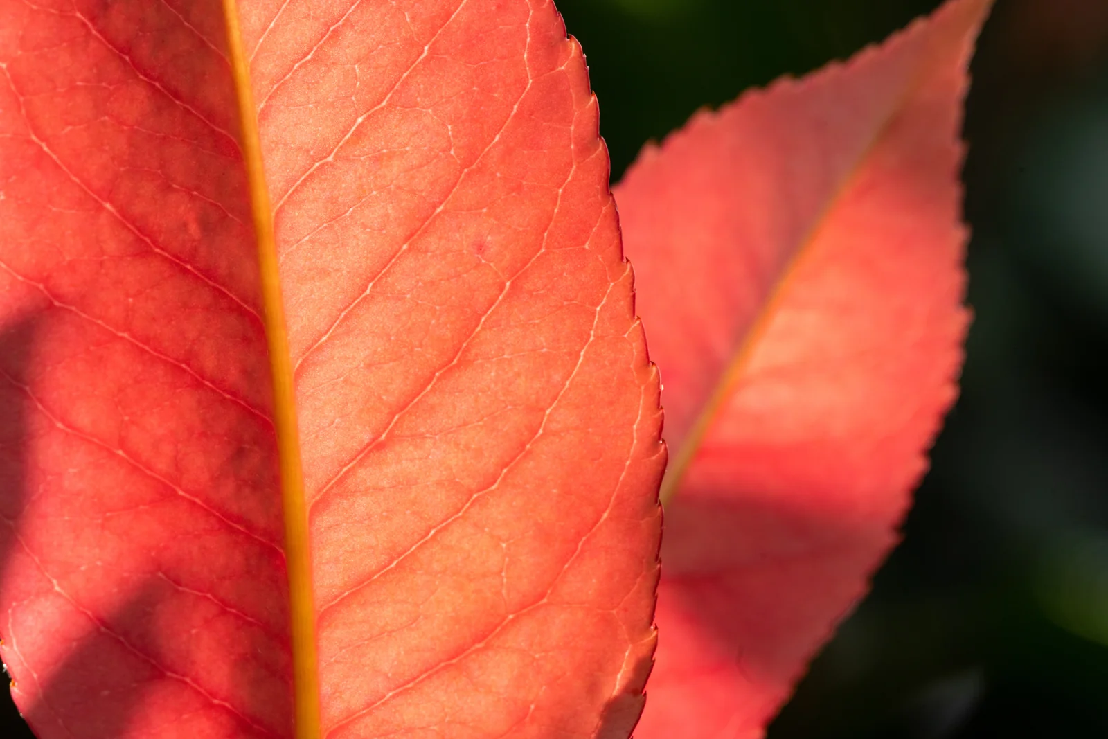 Photinia x fraseri 'Red Robin'