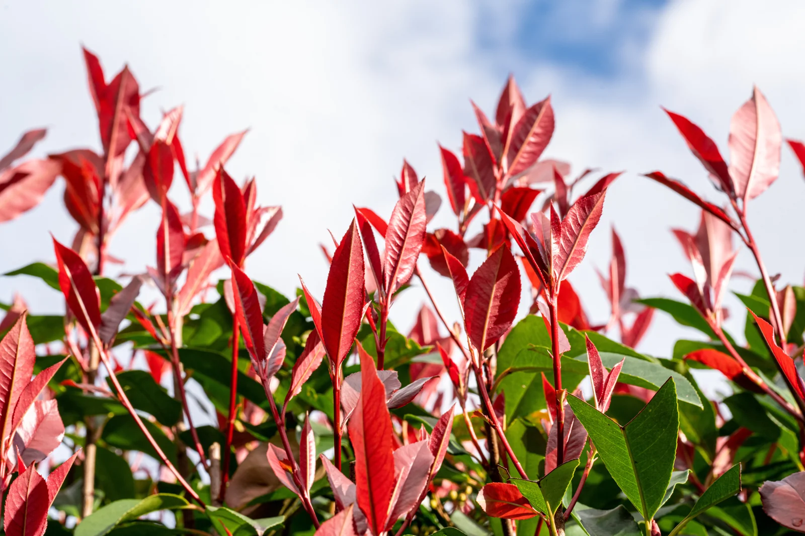 Photinia x fraseri 'Red Robin'