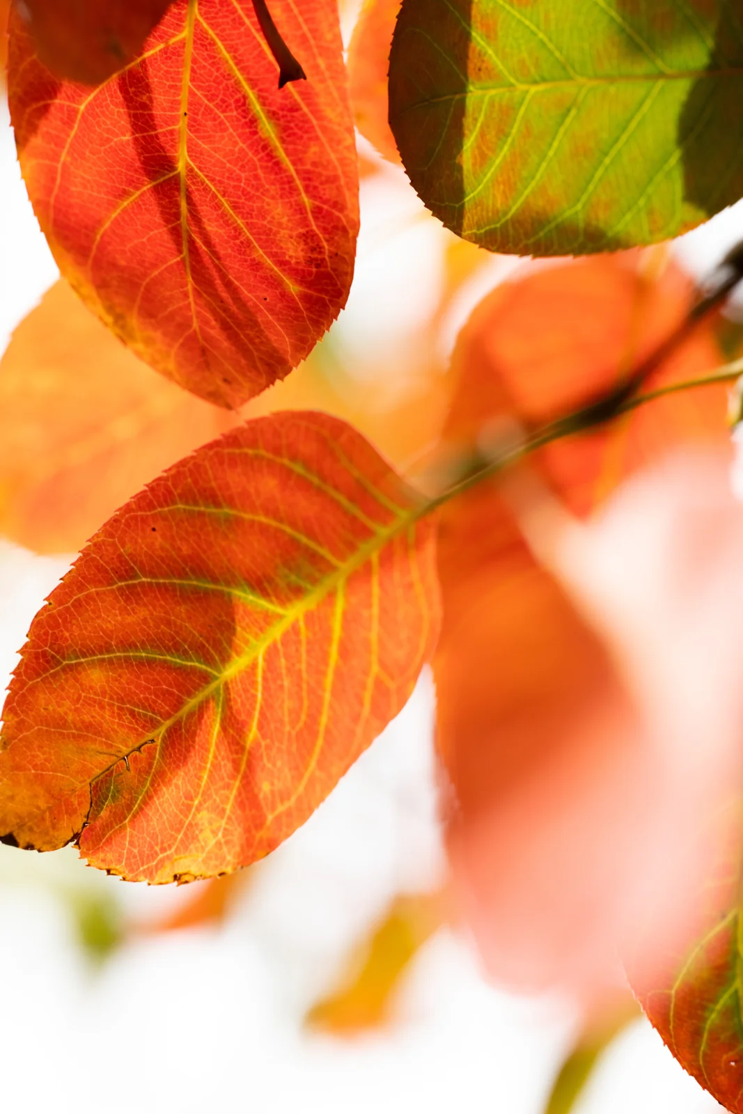 Amelanchier lamarckii
