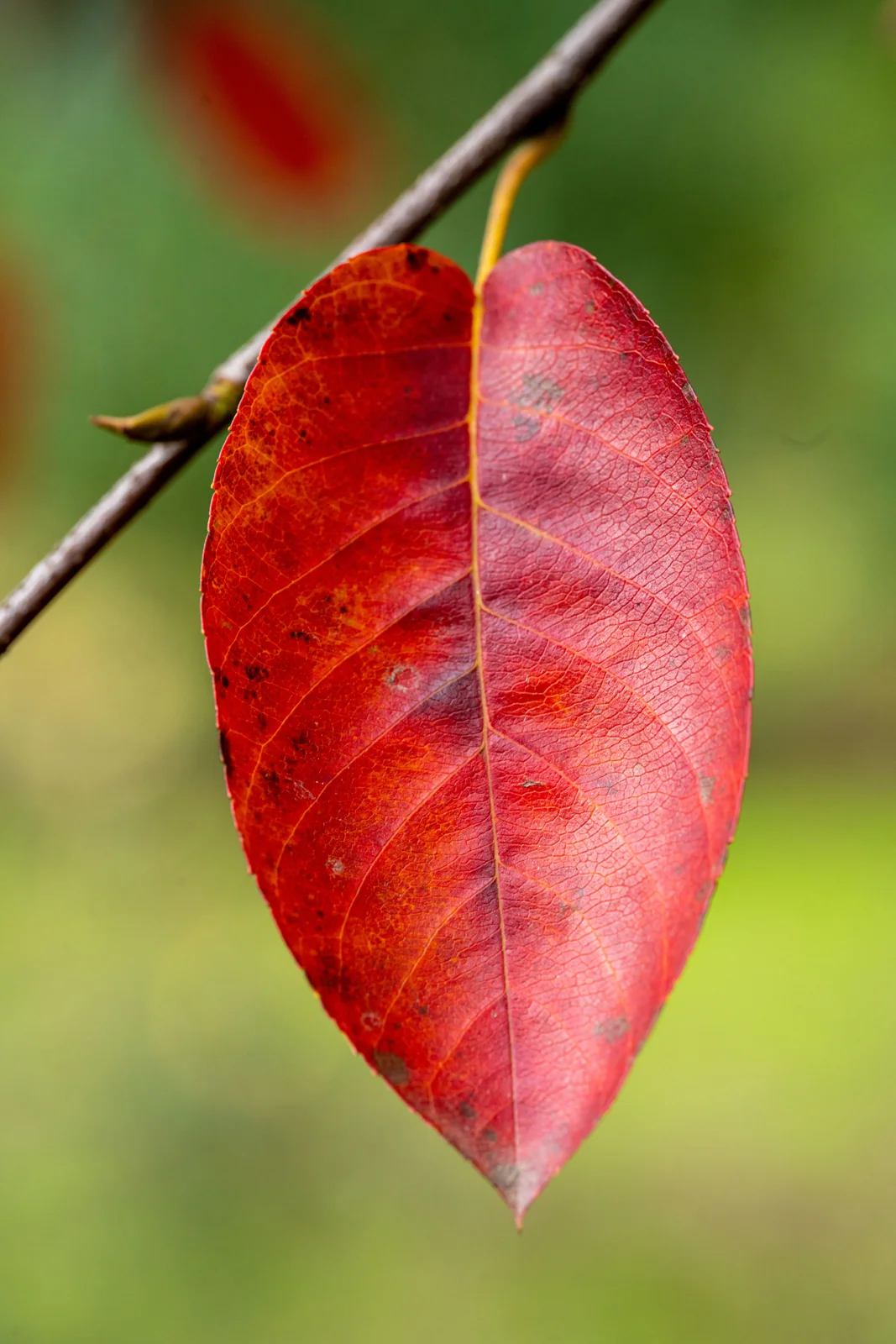 Amelanchier alnifolia 'Obelisk'
