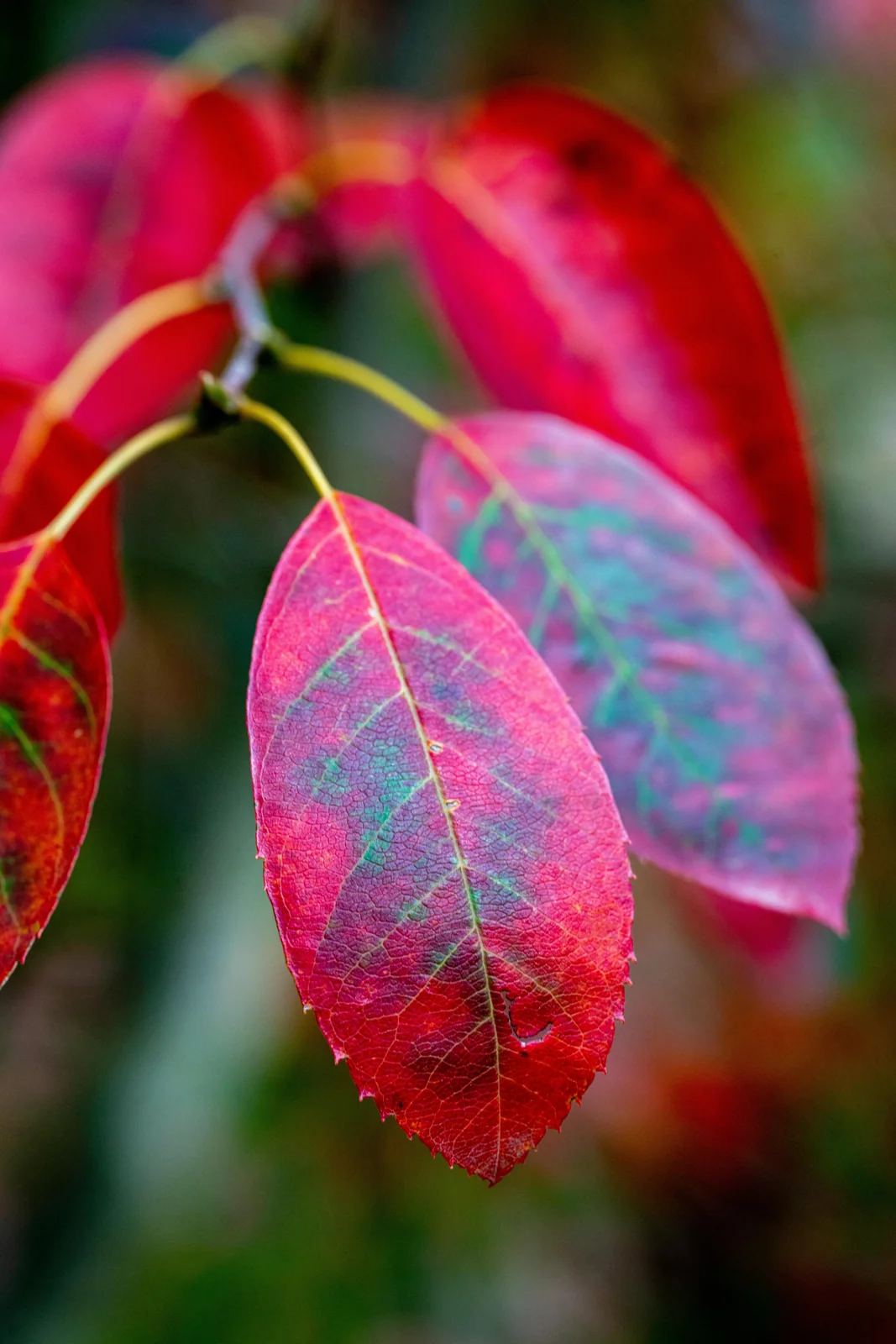 Amelanchier 'La Paloma'