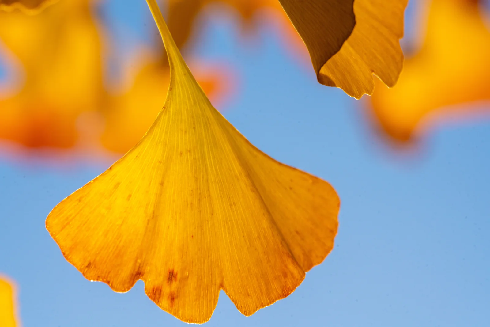 Ginkgo biloba 'Fastigiata'