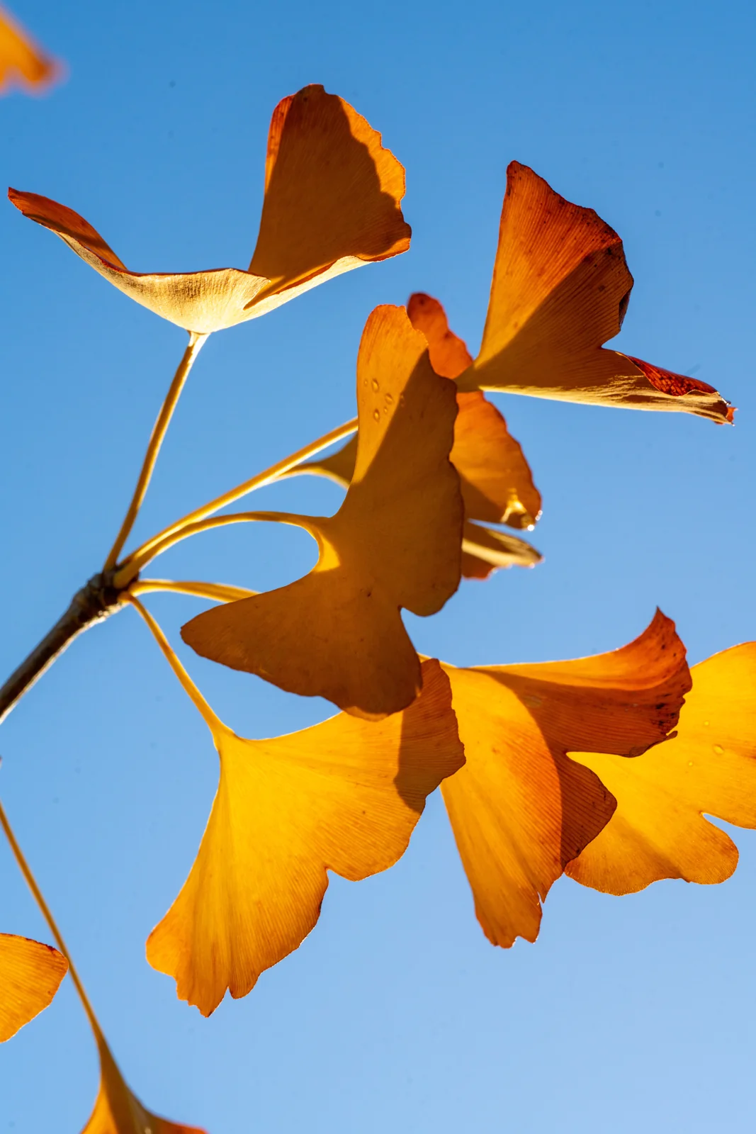 Ginkgo biloba 'Blagon'