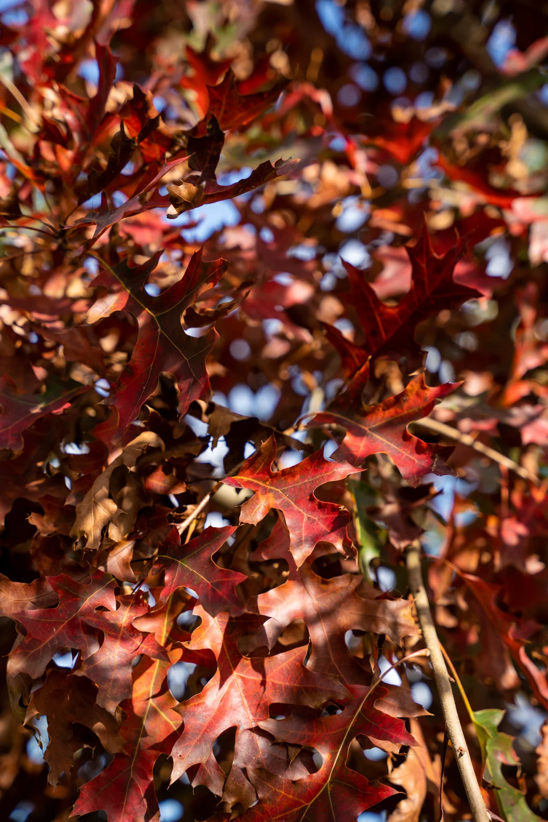 Quercus coccinea