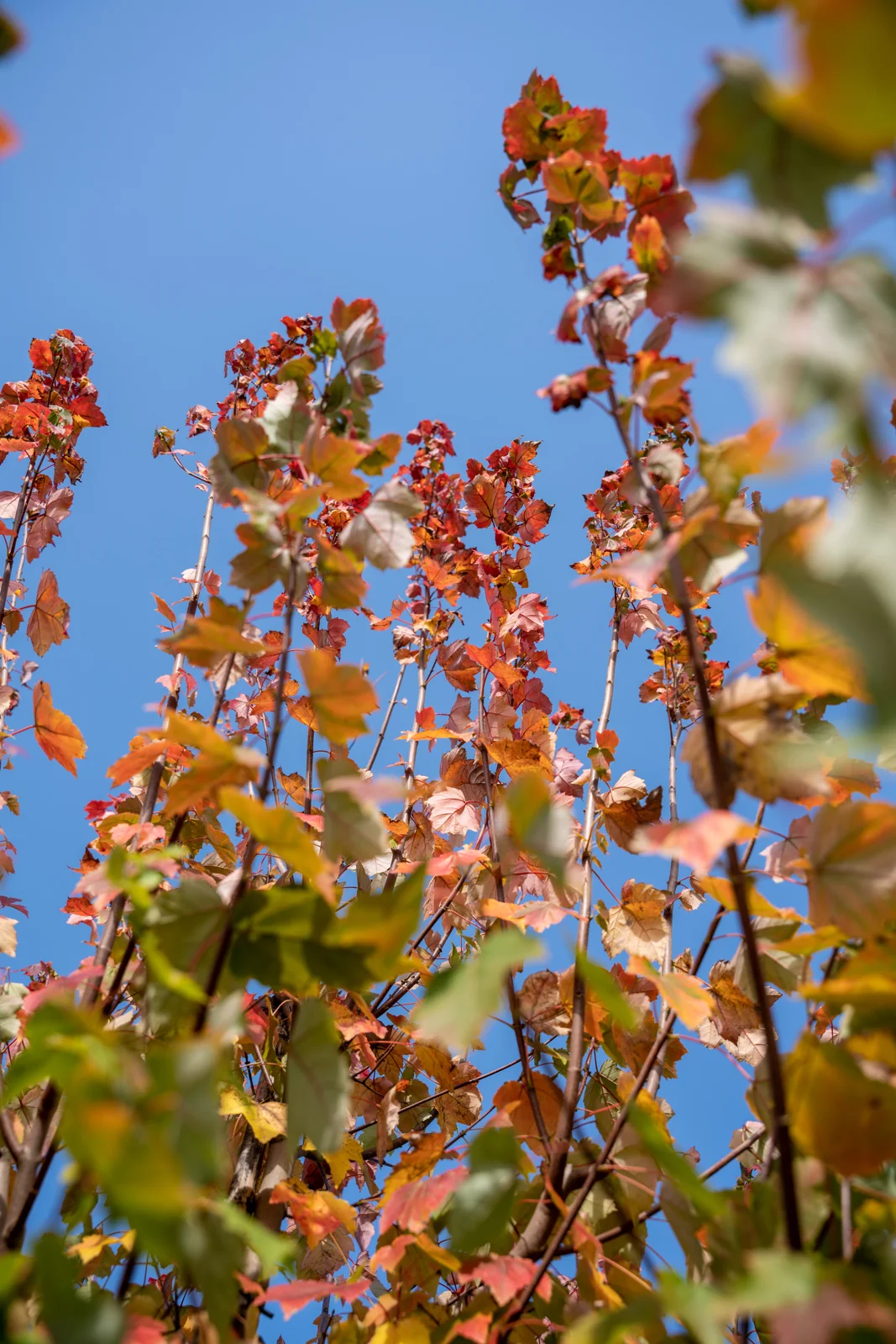 Acer rubrum