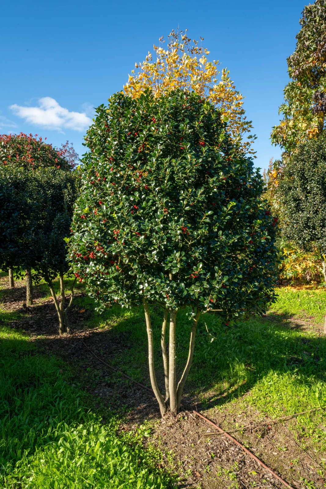 Ilex meserveae 'Heckenfee'