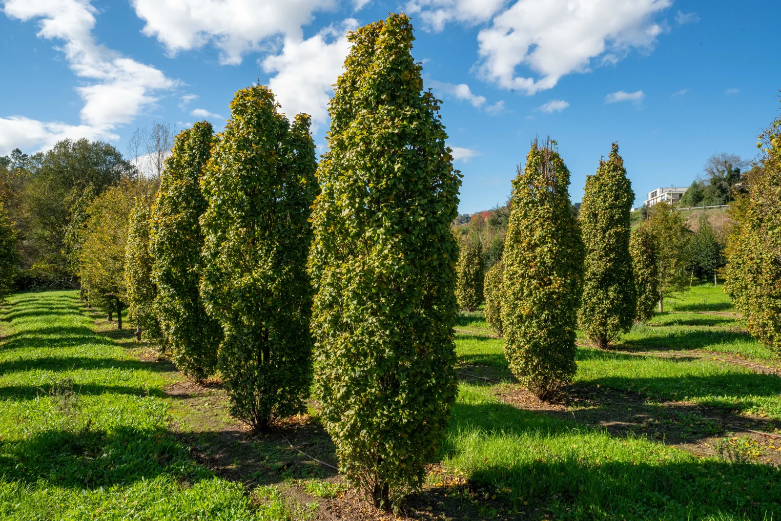 Carpinus betulus 'Monumentalis'