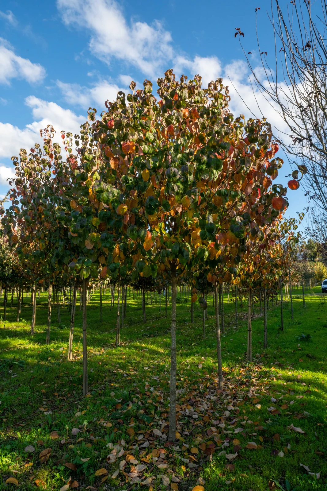 Cornus florida