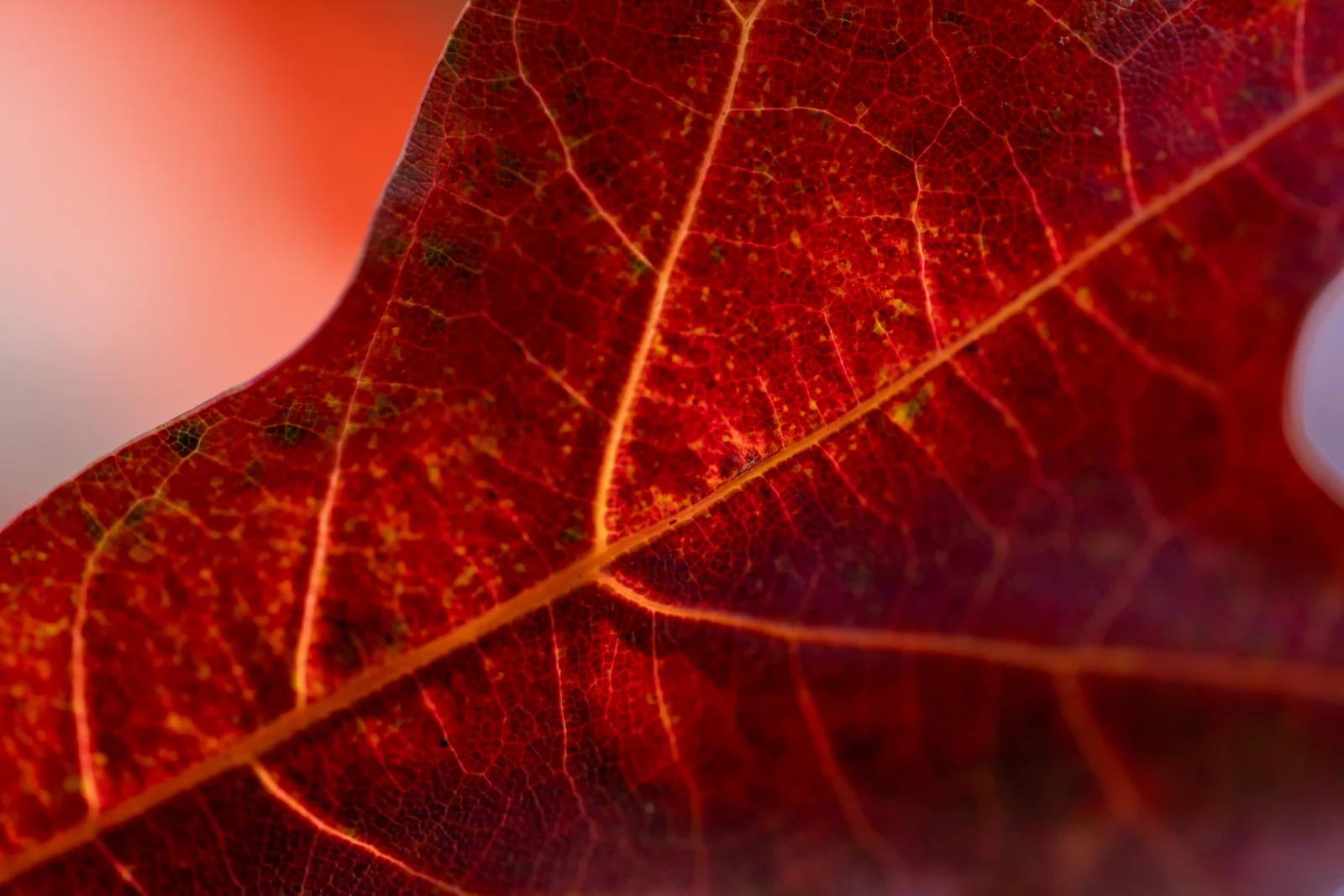 Quercus coccinea