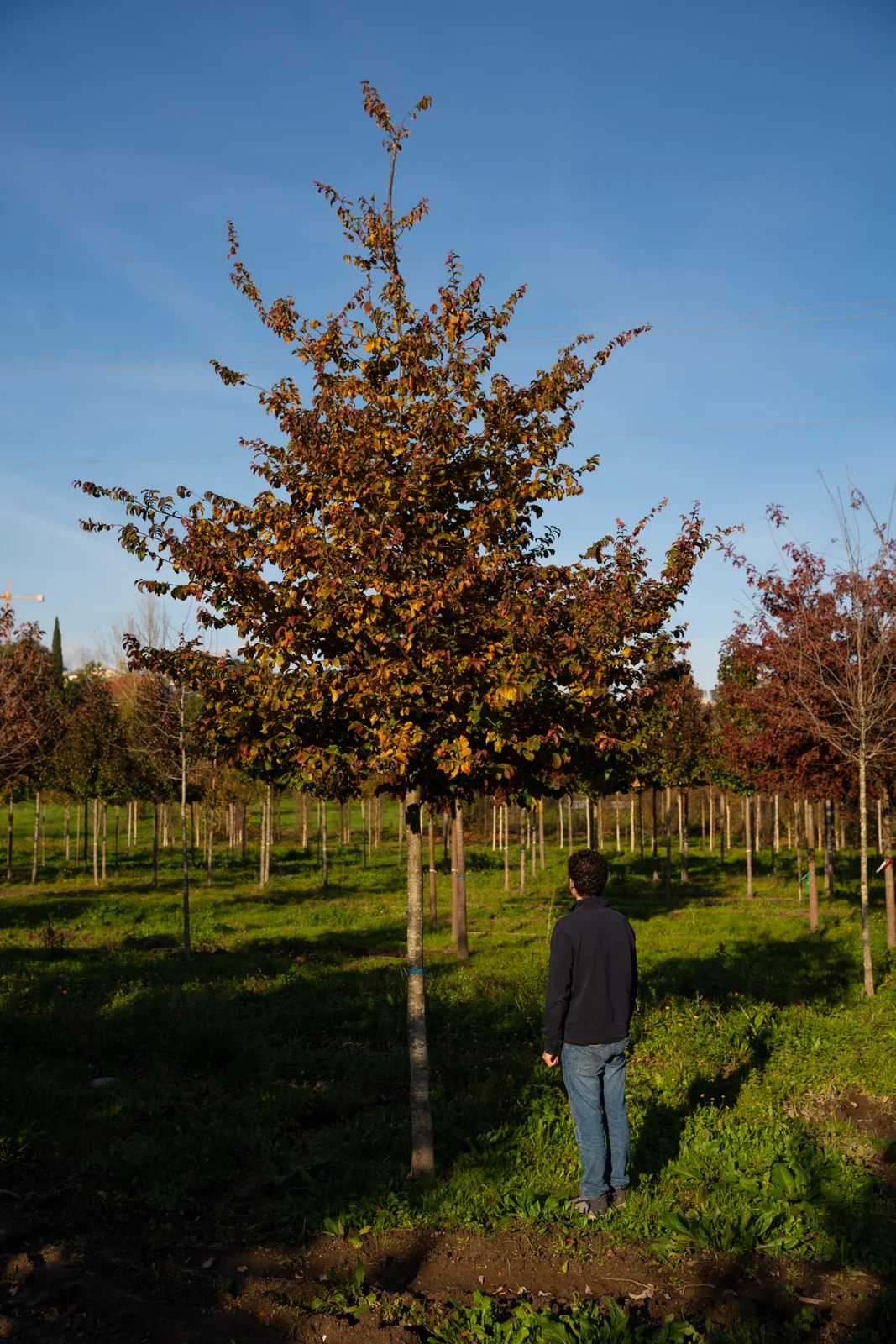Parrotia persica