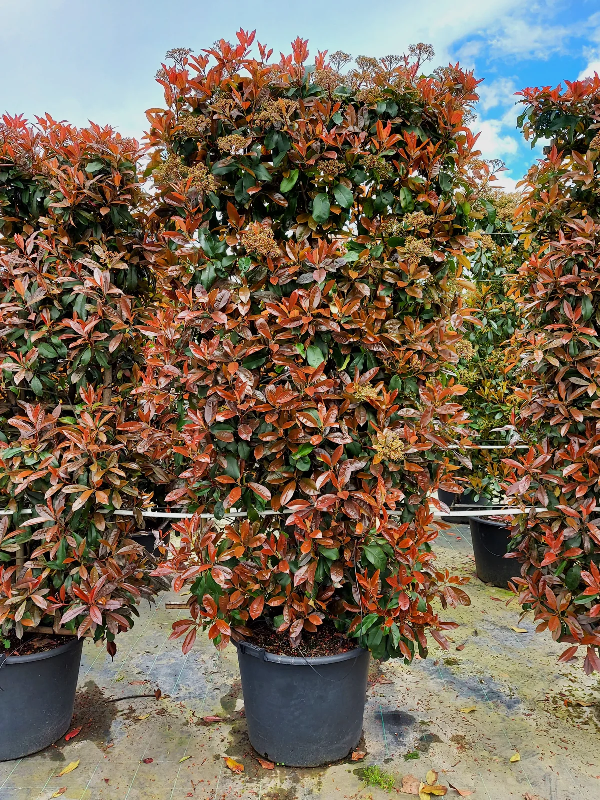 Photinia x fraseri 'Red Robin'