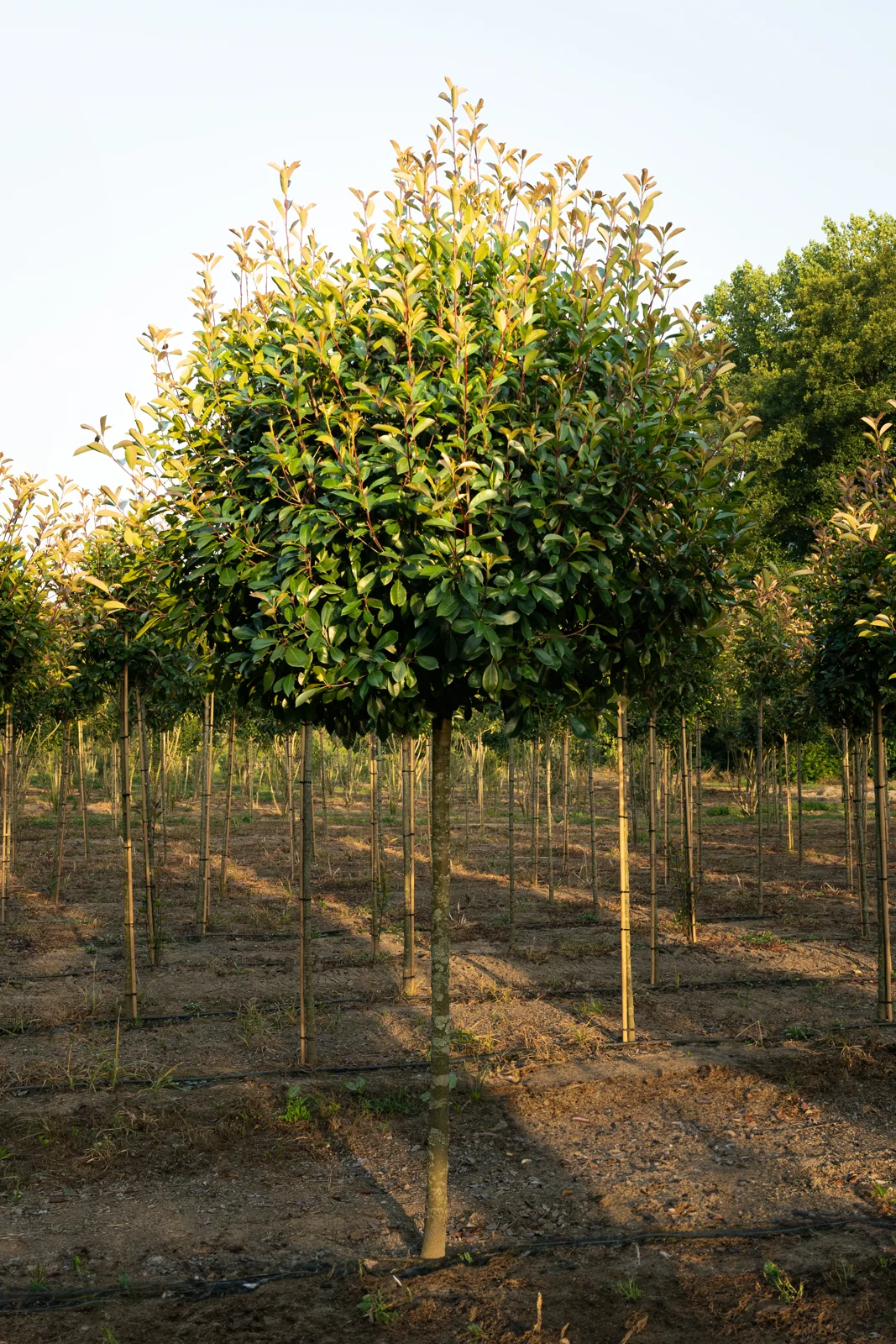 Photinia x fraseri 'Red Robin'